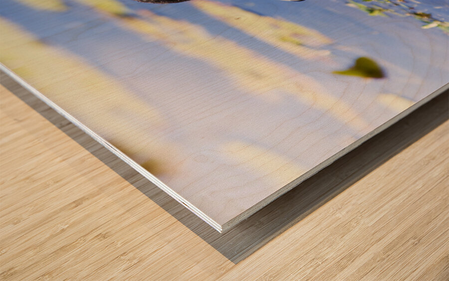 Pond Duck Wood print