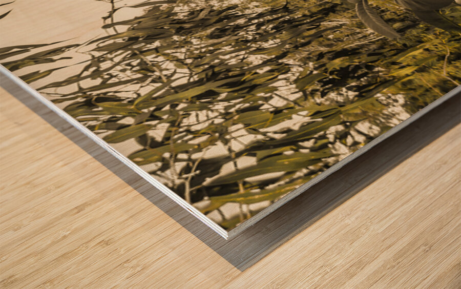 Reflective rivers Wood print