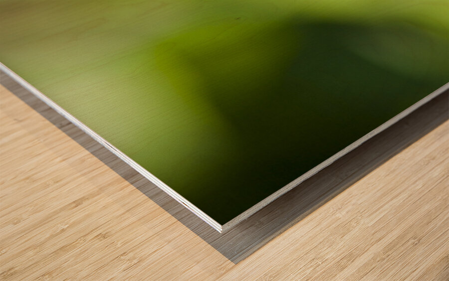 Honey Bee On Clover Flower Wood print