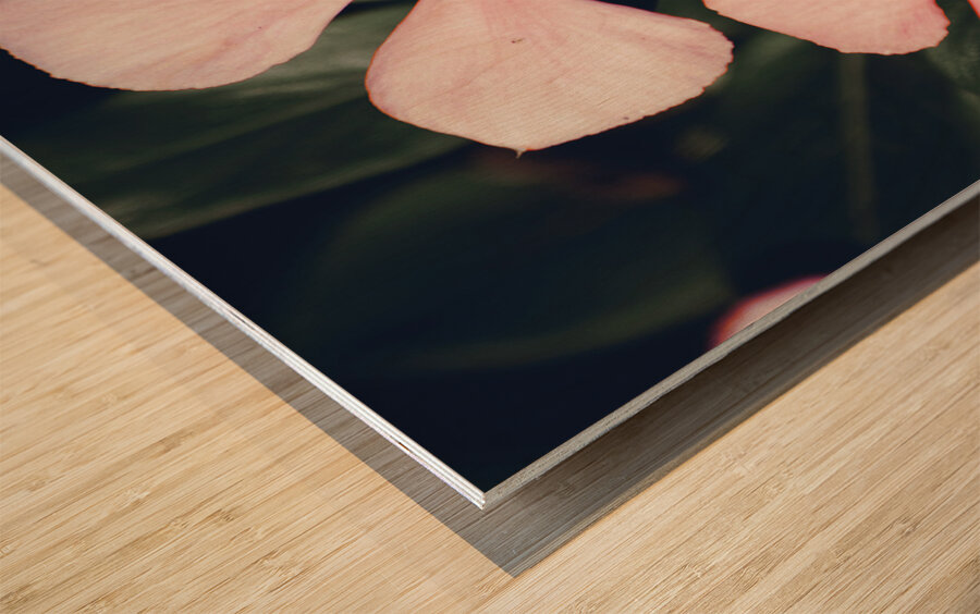 Flowering Pink Periwinkle Wood print