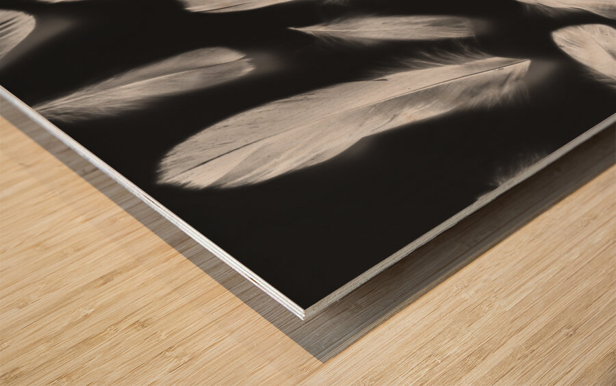 Fluff and feather Wood print