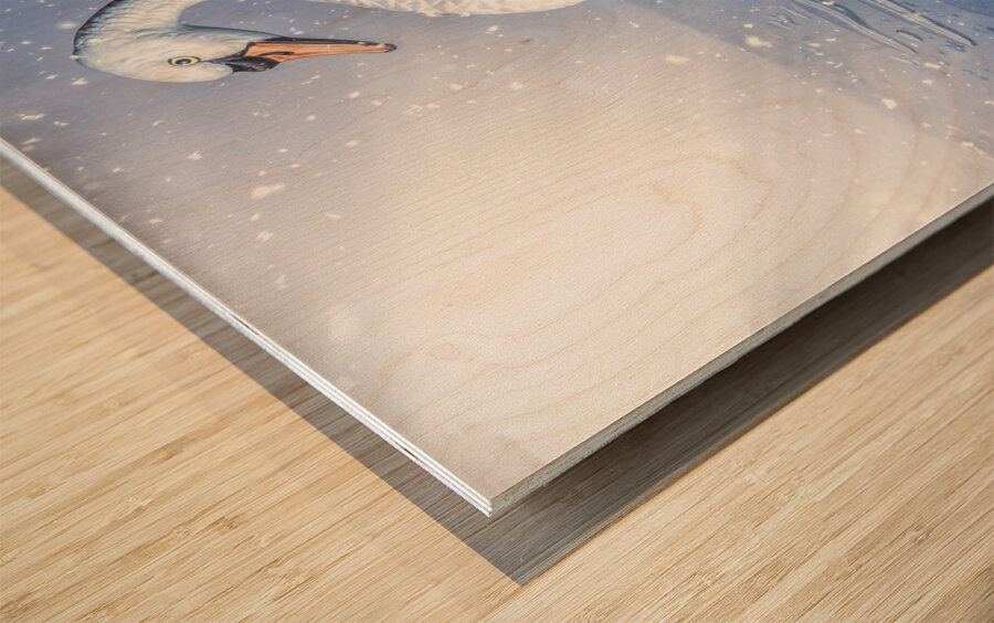 Snowy river swan Wood print