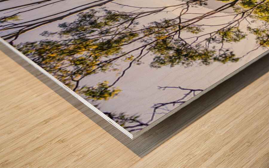 Heartland of Gold Wood print