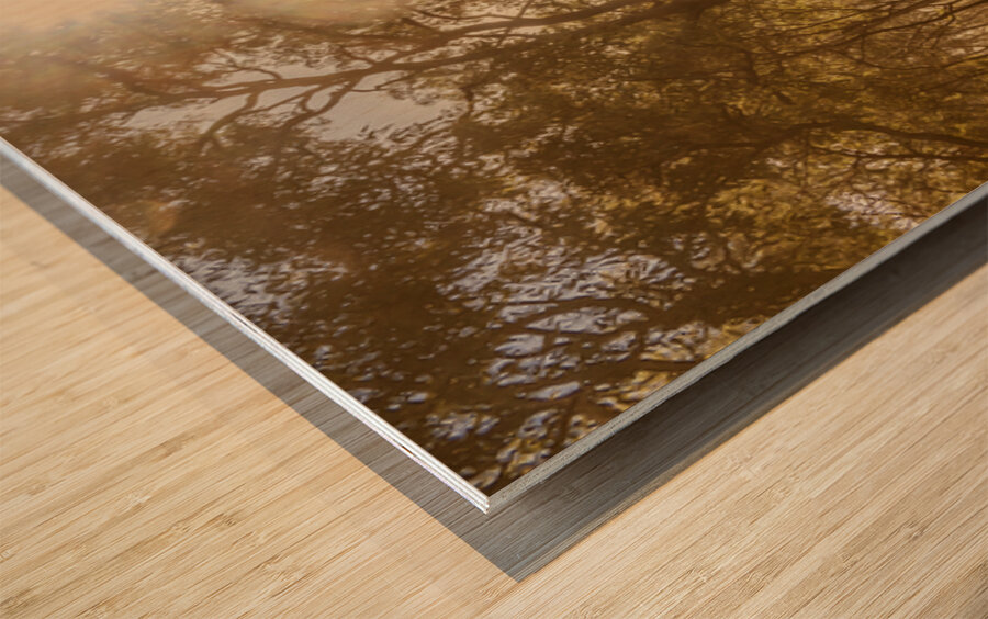 Sunflares And Foliage Wood print