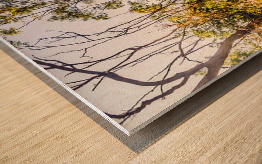 Golden views Wood print