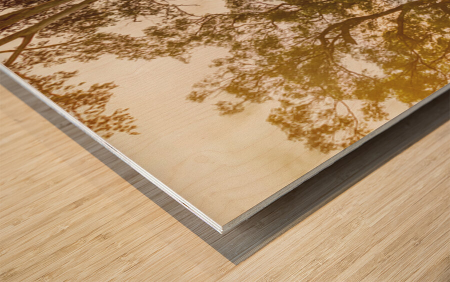 Outback Gold Wood print