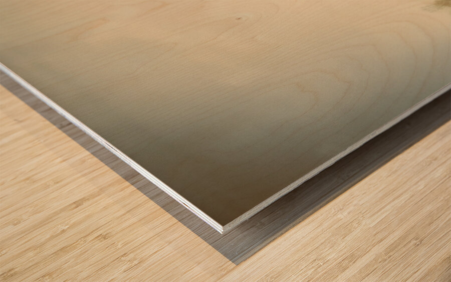 Cow Country Wood print