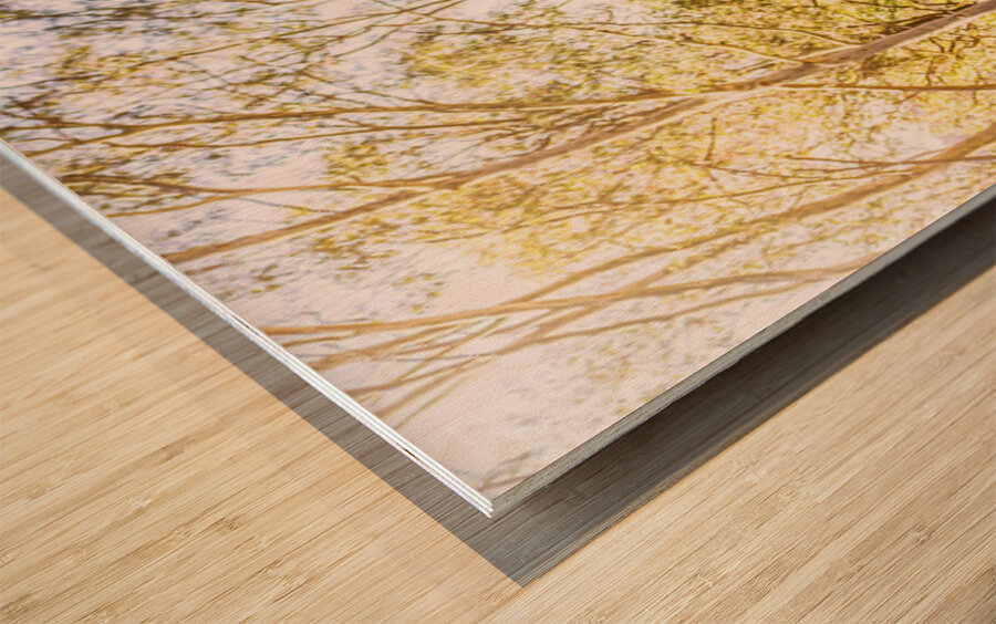 Deer Exploring A Sunlit Forest Field Wood print