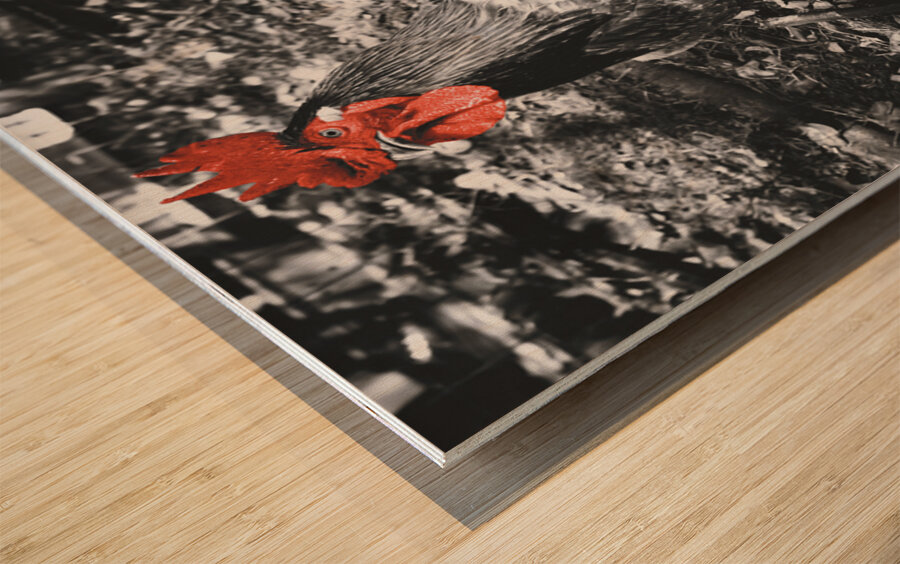 Red Rooster Wood print