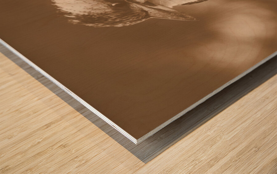 Courtyard Kookaburra Wood print