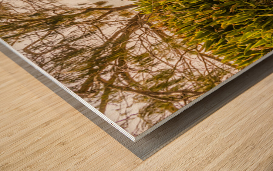 Summer Shading Wood print