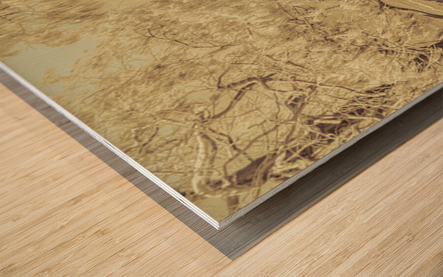 Casuarina Antiquity Wood print