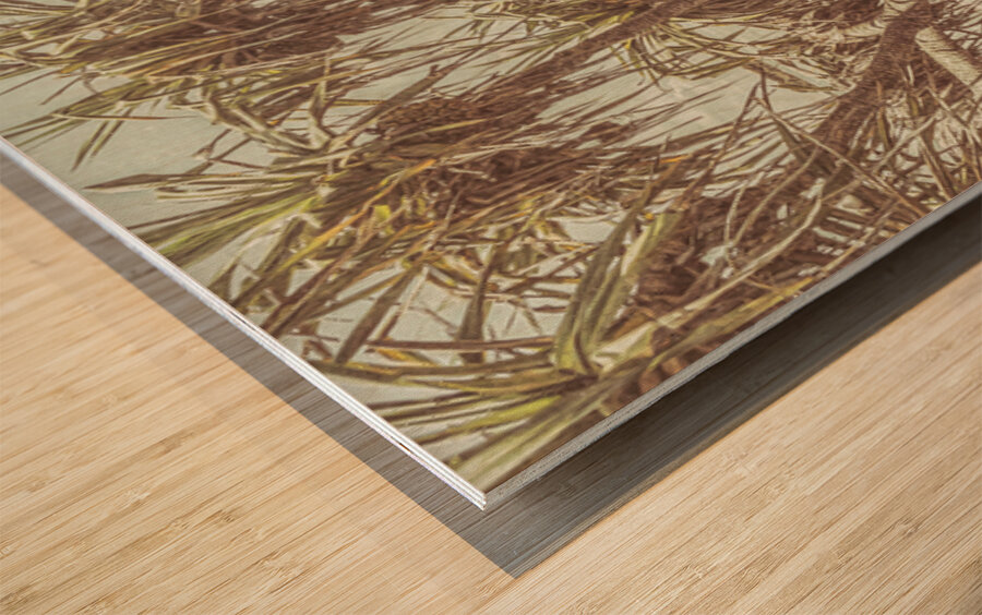 Bargara Queensland Australia Wood print