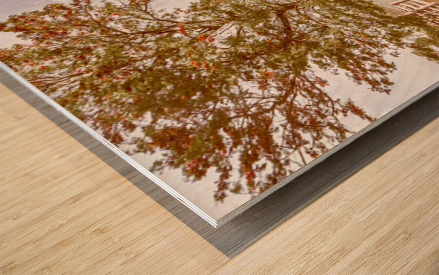 Acacia Avenue Wood print