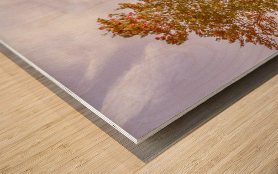 Golden Wattle Lane Wood print