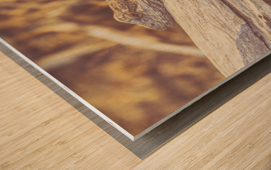 Outback Afternoons Wood print