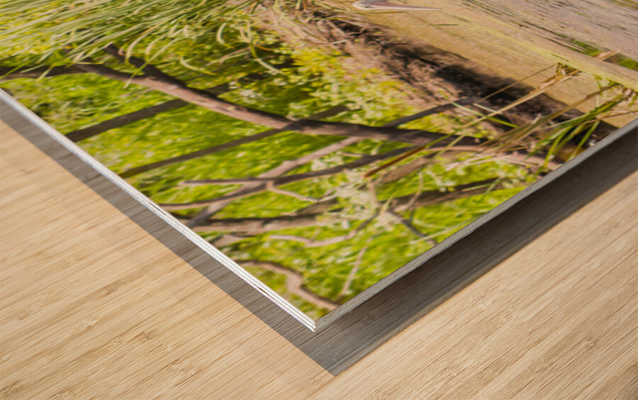 Ban Ban Springs Wood print