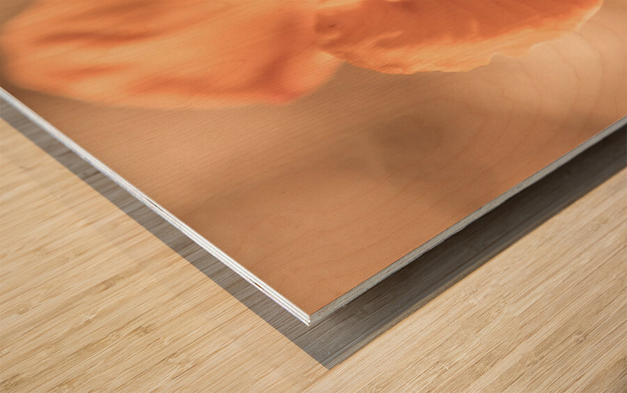 Softness And Serenity Wood print