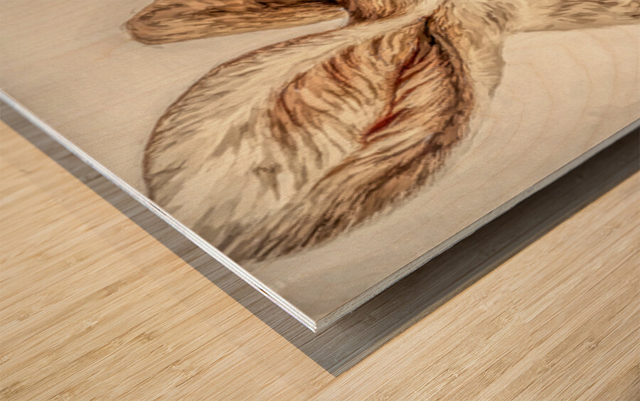 Golden Kangaroo Wood print