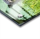 1 5 Acrylic print