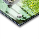 1 5 Acrylic print
