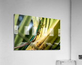 1 175 Acrylic Print
