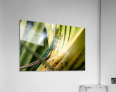 1 175 Acrylic Print