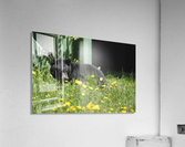 1 Acrylic Print