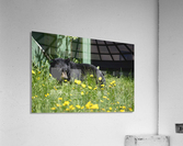 1 Acrylic Print