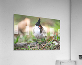 1 117 Acrylic Print