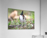 1 117 Acrylic Print