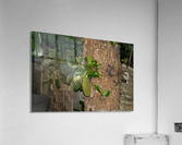 1 213 Acrylic Print