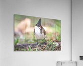 1 117 Acrylic Print