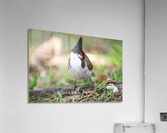 1 117 Acrylic Print