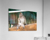 1 164 Acrylic Print