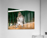 1 164 Acrylic Print