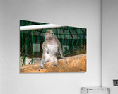 1 164 Acrylic Print