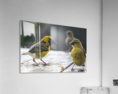 1 140 Acrylic Print