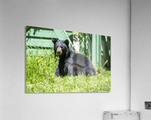 1 8 Acrylic Print