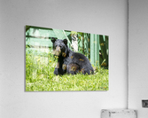 1 8 Acrylic Print
