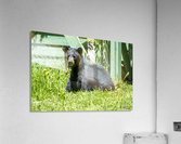1 8 Acrylic Print