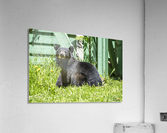 1 11 Acrylic Print