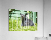 1 6 Acrylic Print