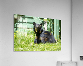 1 6 Acrylic Print