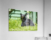 1 6 Acrylic Print