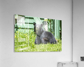 1 6 Acrylic Print