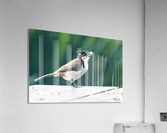 1 128 Acrylic Print