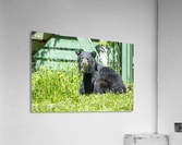 1 7a Acrylic Print