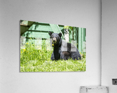 1 7a Acrylic Print