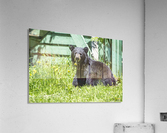 1 7a Acrylic Print